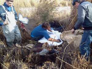 В Феодосии из болота вытащили племенного жеребца