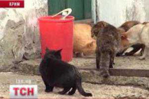 В Минздраве Крыма уверяют, что коты не гадили на гуманитарный груз