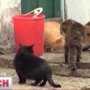 В Минздраве Крыма уверяют, что коты не гадили на гуманитарный груз