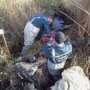 В Феодосии сотрудники МЧС спасли английского жеребца, тонущего в болоте