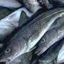 Стало известно, сколько стоит нарушающая закон торговля рыбой в Севастополе