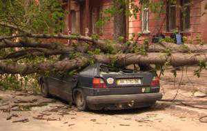 Вчерашний штормовой ветер в Крыму свалил несколько деревьев