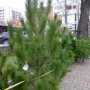 Продавать елки в Столице Крыма начнут в середине декабря