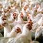 Украина получила право поставлять продукцию птицеводства в страны Евросоюза
