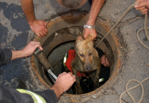 В Феодосии спасатели вытащили из канализации собаку