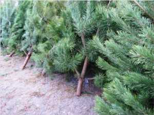 Лесники сообщили почем будут продаваться елки в Севастополе