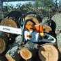 В Столице Крыма срубили 200 аварийных деревьев