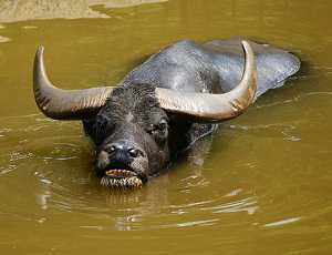 Индия готова завалить Украину мясом буйвола