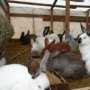 Жителям сел возле Судака предложат заняться разведением кроликов
