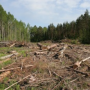 Прокуратура не дала сократить Алуштинский лесхоз на 14 гектаров