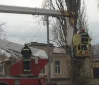 До конца года в Столице Крыма спилят 700 деревьев