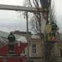 В Столице Крыма спилят 700 деревьев за 700 тыс. гривен