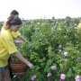 «Крымской розе» вернули отобранные сельсоветом 244 га земли