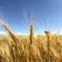 Министр аграрной политики прогнозирует будущий урожай зерновых на уровне нынешнего года