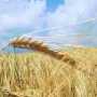 Погода не даст крымчанам рекордного урожая зерновых. Осадки опоздали на 1,5 месяца