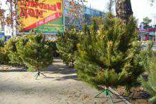 В Столице Крыма уже можно приобрести елку к Новому году