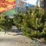 В Столице Крыма уже можно приобрести елку к Новому году
