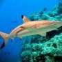 В Евпаторийский аквариум запустят метровых акул
