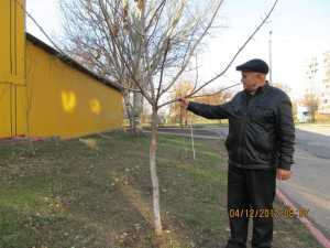 Керчанину, посадившему более 120 деревьев, пригрозили штрафом