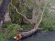 В Крыму упавшие деревья повредили два газопровода