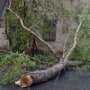 В Крыму упавшие деревья повредили два газопровода