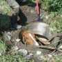В Нижнегорском районе спасатели доставали коня из канализации
