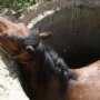 В Нижнегорском районе из канализационного люка вытащили коня