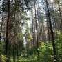 В крымском лесу ищут местную жительницу