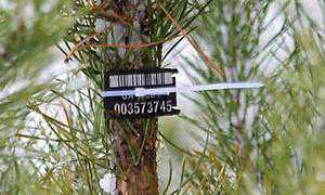 Симферопольцы могут приобрести «легальные» елки в 36 местах города