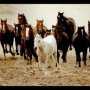 Крымчане сели на два года за кражу лошадей