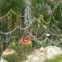 В Никитском ботаническом саду к Новому году украсили кактусы