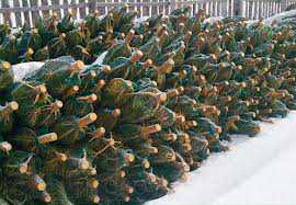 В канун Нового года в Крыму официально продано 7,5 тыс. сосен и елей