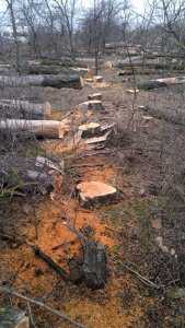 В районе посёлка Укромное под Симферополем вырубают лес