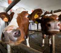 Инвестор пообещал 17 млн. долларов на создание современной молочной фермы в Крыму