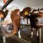 Инвестор пообещал 17 млн. долларов на создание современной молочной фермы в Крыму