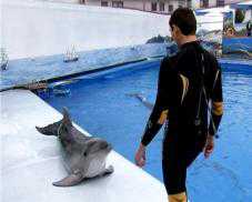 В Севастополе дельфины научились ползать