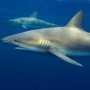 Аквариум в Евпатории получит двух акул