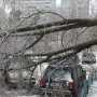 В Феодосии рухнувшее дерево повредило газопровод