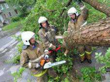 В Феодосии дерево упало на газовую трубу