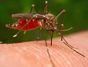 В Крыму сократили всех специалистов по борьбе с малярией и клещевым энцефалитом