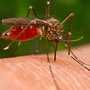 В Крыму сократили всех специалистов по борьбе с малярией и клещевым энцефалитом