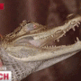 Крымчанин перевозил метрового крокодила в спортивной сумке