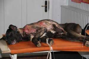 В Керчи волонтеры спасают собаку с дырой в черепе, которую поливали кипятком