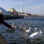 Число прилетевших на зимовку в Севастополь птиц выросло вдвое