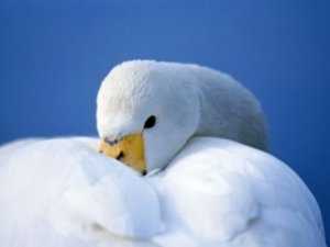 500 тыс. птиц выбрали для зимовки Севастополь
