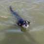 В Керчи спасли собаку, не умевшую плавать