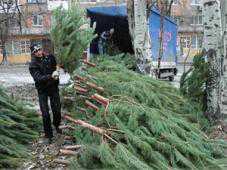 В Крыму продали 8,7 тыс. новогодних деревьев