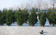В Крыму незаконно срубили 143 хвойных дерева