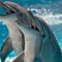 Проект дельфинария в Алуште представят на рассмотрение общественности