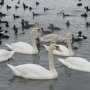 МЧС Севастополя призывает подкармливать птиц в бухтах города